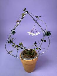 Image result for Mostuea microphylla