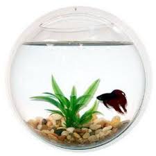Wall Mount Hanging Beta Fish Bubble Aquarium Bowl Tank Kaze Home Decor Http Www Amazon Com Dp B0033sht00 Ref Cm Sw R Pi Fish Bowl Beta Fish Bowl Bubble Wall