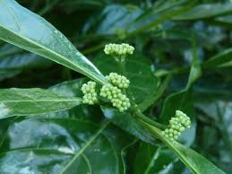 Image result for Tarenna pavettoides