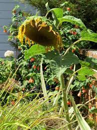 How To Harvest Your Sunflowers Planting Sunflowers Sunflower Flowers