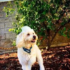 Below you can find some examples and o believe that these are probably the most common examples to give reasons or examples and to express result or contrast. Pet Express 44 Photos 46 Reviews Pet Transportation 100 N Hill Dr Brisbane Ca Phone Number