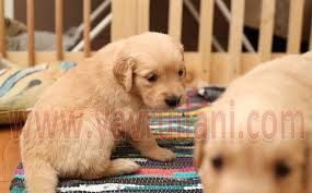 Satilik Golden Retriever Yavrulari Izlesene Com