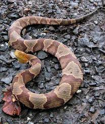 Pin By Wilma M Graham On Snakes Snake Poisonous Snakes Reptiles And Amphibians