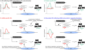 Mrna is the set of instructions by which cells make all proteins and send them to various parts of the body. Simultaneous Quantification Of Mrna And Protein In Single Cells Reveals Post Transcriptional Effects Of Genetic Variation Elife