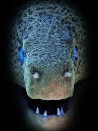 Moray Eel Weird Sea Creatures Deep Sea Creatures Beautiful Sea Creatures