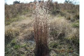 Image result for Diheteropogon amplectens