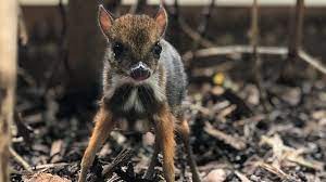 137 mouse deer stock video clips in 4k and hd for creative projects. Thd8hsgvag2ycm