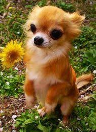 Cute Chihuahua Awww This Chihuahua Looks Like My Dog Foxy Though We Still Dont Know What Breed Of Dog H Cute Chihuahua Chihuahua Dog Pictures Chihuahua Dogs