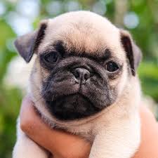 Beautiful pug puppy ready for a new home, she has 1st set of shots and also i have 2 fawn pug puppies for sale. 1 Pug Puppies For Sale By Uptown Puppies