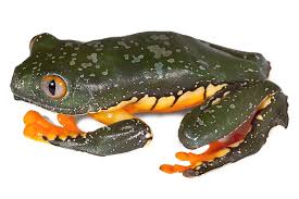 Image result for Craspedorhachis