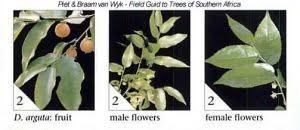 Image result for Drypetes arguta