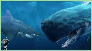 However, based on the serration marks found on the mega teeth of the ancient shark, it is believed that they also fed upon whales. Megalodon The Real Facts About The Largest Shark