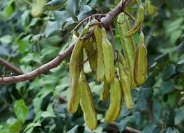 Image result for Ceratonia siliqua