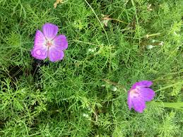 Image result for Geranium incanum