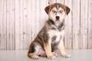 Goberian Dogs - A cross between a Golden Retriever and ...