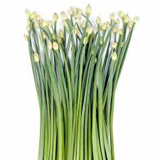 Like most perennials, chives will take a year to produce a clump large enough for harvesting. Garlic Chives Seeds Dobies