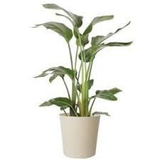 Bird Of Paradise Home Depot Costa Farms 10 In White Bird In Paradise Planter Co 3 Wb11 Parwht The Home Depot In 2020 Planters White Bird Birds Of Paradise Plant