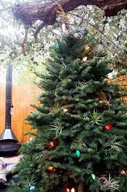 Ornamental Garden Trimming The Tree An Air Plant Angel And Cue The Christmas Cactus The Horticult Air Plants Outdoor Trees Christmas Cactus