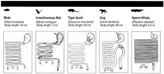 Contributions Of Microbes In Vertebrate Gastrointestinal Tract To Production And Conservation Of Nutrients Physiological Reviews