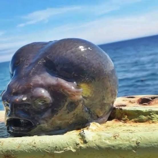 Makhuk Mirip Alien Tertangkap Nelayan dari Laut Dalam