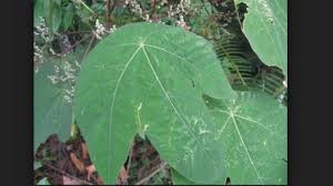 Daun sirih merah telah dikenal sebagai tanaman herbal untuk mengobati berbagai penyakit yang banyak terjadi. Daun Ini 10x Lebih Berbahaya Dari Kokain Bnn Usul Sebagai Narkotika Kelas 1 Ratusan Pernah Tewas Halaman All Tribun Jambi