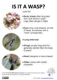 Identification Tips Wild Pollinator Count