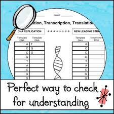 A c a u c c g g ala val met 4. Replication Transcription And Translation Worksheet By The Skye World Science