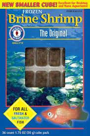 Their stomachs are only as big as their eyes, so feed small. How To Feed Frozen Brine Shrimp To Your Betta Fish Fish Care