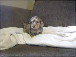 Maybe you would like to learn more about one of these? Miniature Dachshund Puppies For Sale Houston
