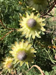 Image result for Protea
