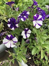 My Night Sky Petunias Are Turning Into Striped Petunias Gardening Garden Diy Home Flowers Roses Nature Lands Night Sky Petunia Petunias Petunia Flower