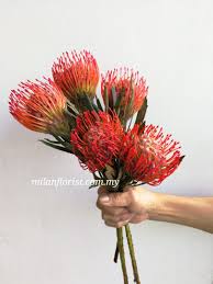 mɪʟᴀɴ special bᴏᴜϙᴜᴇᴛ 特别花卉 送给有性格的人 季节性花卉 seasonalflowers leucospermum leucospermumbouquet 米兰花屋 milanflorist instaflower 016 herbs valentines plants