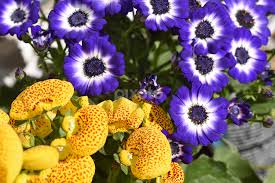 1272 x 1920 jpeg 321 кб. Very Nice Flower Single Flower Flowers Pixoto