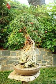 Pomegranate Bonsai Tree Bonsai Tree Bonsai Fruit Tree Japanese Bonsai
