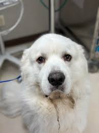 Quail Creek Veterinary Clinic