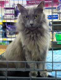 Pin On Russian Blue
