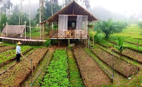 Buying or selling myr or idr, which is not in the form of foreign bank notes, is subject to local currency settlement rules stipulated by the bank of thailand and the central banks regulating those currencies. Thailand Boosts Organic Farming Investvine