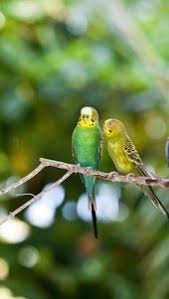 Two Budgerigar Hd Iphone Wallpapers Muhabbet Kuslari Kus Kusu