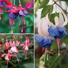 Flowering Period June July August September Fushia Shrimp Cocktail Army Nurse And Delta S Sarah Fuchsia Plant Nothing But Flowers Plants