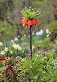 Summer flowering bulbs for shade. Spring Bulbs For Shady Gardens