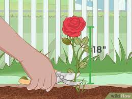Display your fresh cut rose arrangements in a cool area out of direct sunlight and drafts. 4 Ways To Care For Roses Wikihow