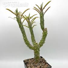 Image result for Senecio sp.no.1