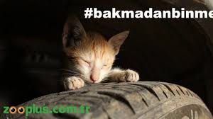 Bakmadanbinme Youtube Kedi Araba Kedicik
