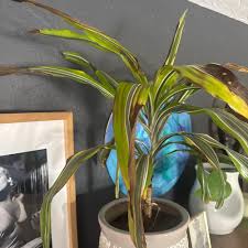 Image result for Dracaena aubryana