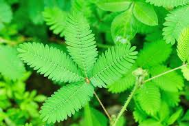 Image result for Mimosa pudica