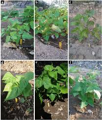 Image result for Vigna mildbraedii