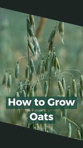 How To Grow Oats Video Oats Plants Raised Garden Beds