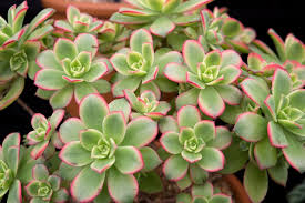 However, as the plant is a hybrid. Aeonium Kiwi Bbc Gardeners World Magazine