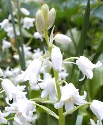 We did not find results for: Hyacinthoides Hispanica White City Hyacinthoides Scilla Flower Bulbs Index Bulb Flowers White City Spanish Bluebells