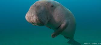 Most of the world's dugong population now occurs in northern australian waters between shark bay. Dugong Conservation Project Makes Waves